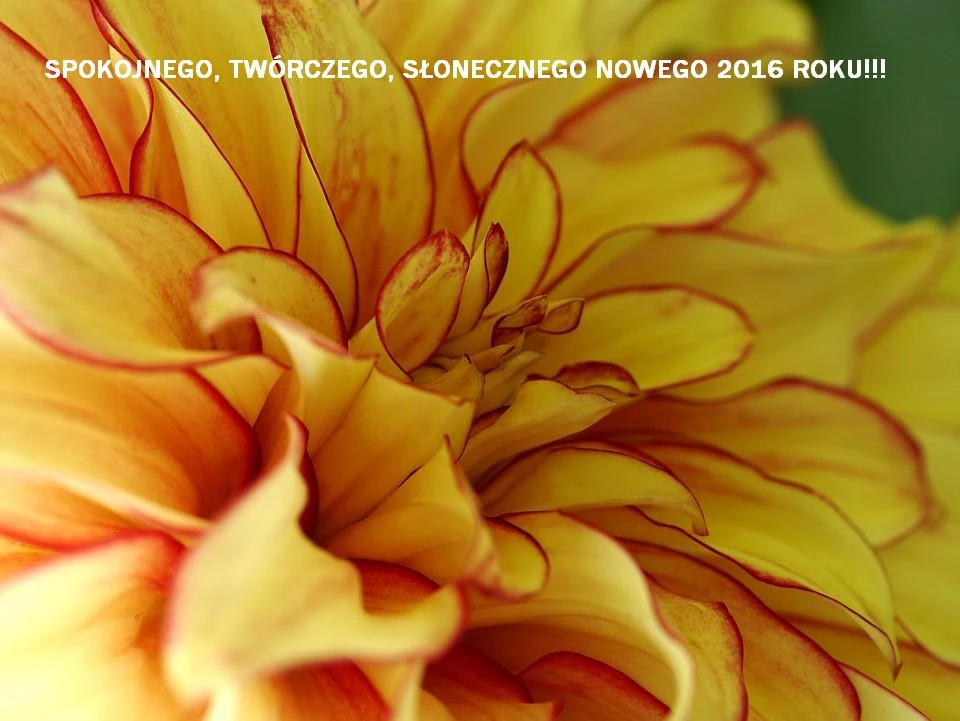 dahlia 1409e 50 2